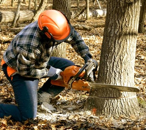 Tree Removal in Bradford, AR